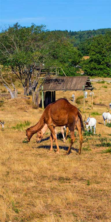 zoo de peaugres