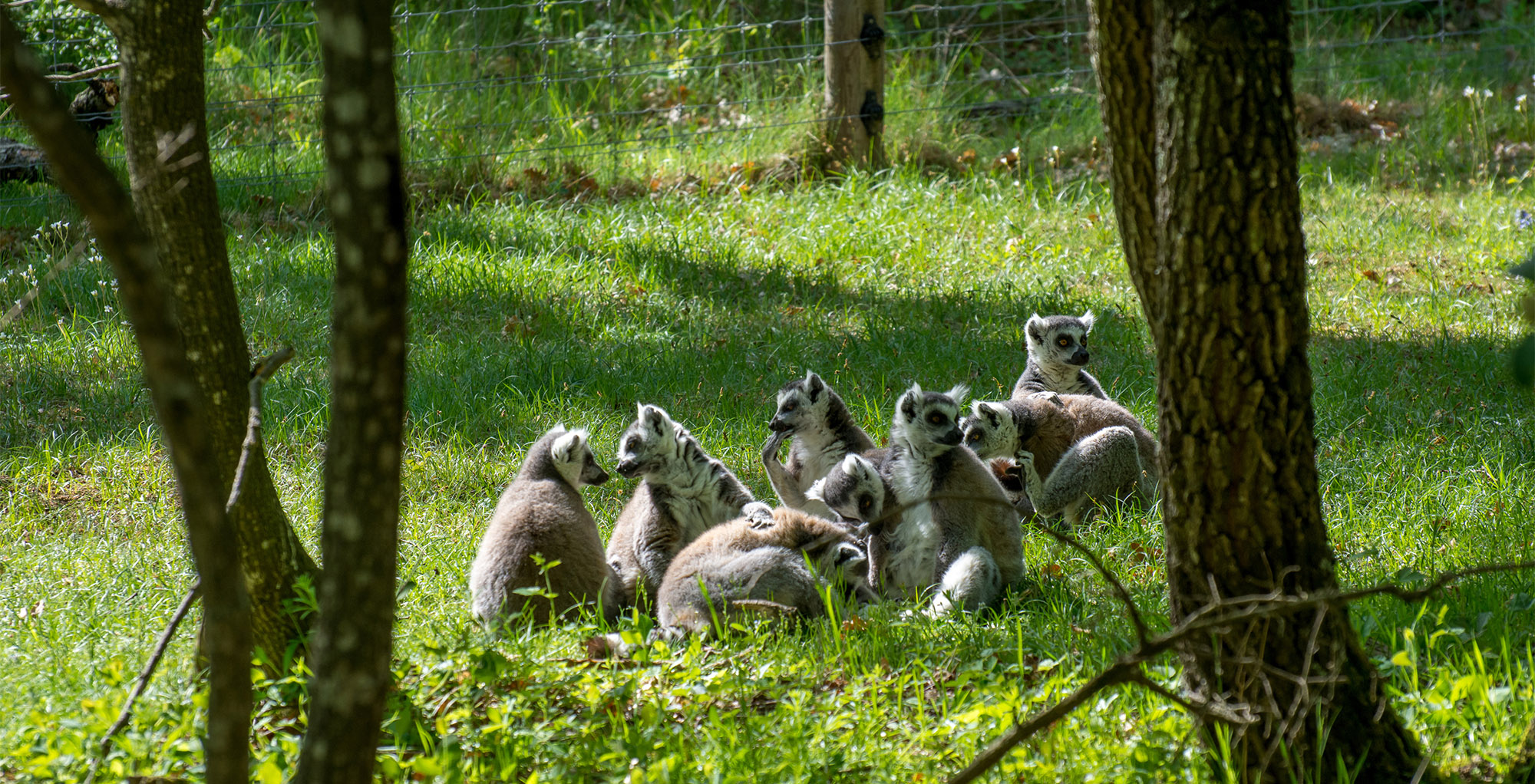 safari de peaugres